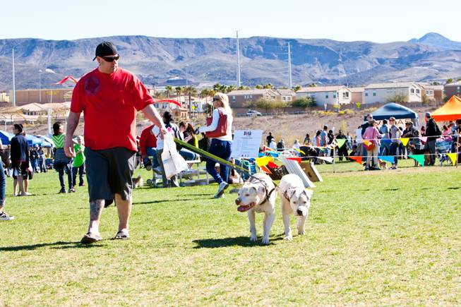 Charlie White takes his Pit Bulls Monte and Sordo, right, for a stroll around the grounds while attending the City of Henderson's 11 Annual Bark in the Park event at Cornerstone Park Saturday, March 8, 2014.  Sordo, who is deaf, was adopted from a rescue group.