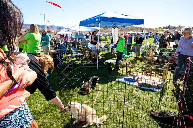 Hundreds of volunteers man the adoption/rescue booths during the City of Henderson's 11 Annual Bark in the Park event at Cornerstone Park Saturday, March 8, 2014.