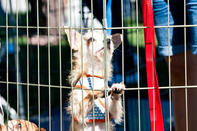 A puppy looks for the attention of a passerby while waiting to be adopted in the On My Way Home Rescue booth at the City of Henderson's 11 Annual Bark in the Park event at Cornerstone Park Saturday, March 8, 2014.