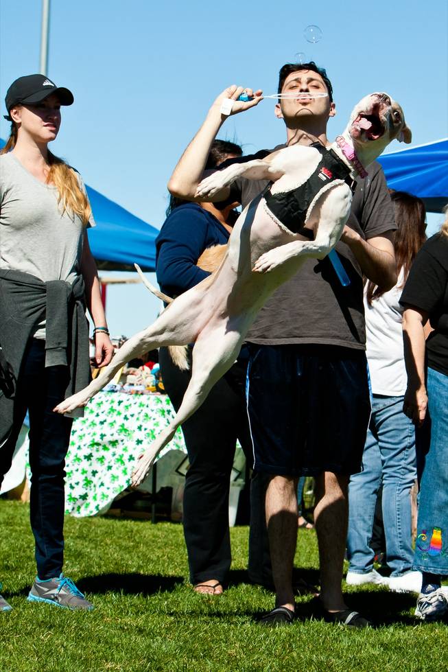 Shyla, a 3-year-old Pit Shar Pei mix, jumps for bubbles as her owners Lorina Holub and Allan Medwood play with her at the City of Henderson's 11 Annual Bark in the Park event at Cornerstone Park Saturday, March 8, 2014.  Shyla was found in Summerlin and adopted from the Nevada Society for the Prevention of Cruelty to Animals.