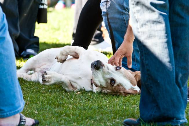 Rigley Bob, a 9-year-old basset hound, receives some loving touches while hoping to be adopted in the Las Vegas Basset Rescue booth at the city of Henderson's 11th cnnual Bark in the Park event at Cornerstone Park on Saturday, March 8, 2014.
