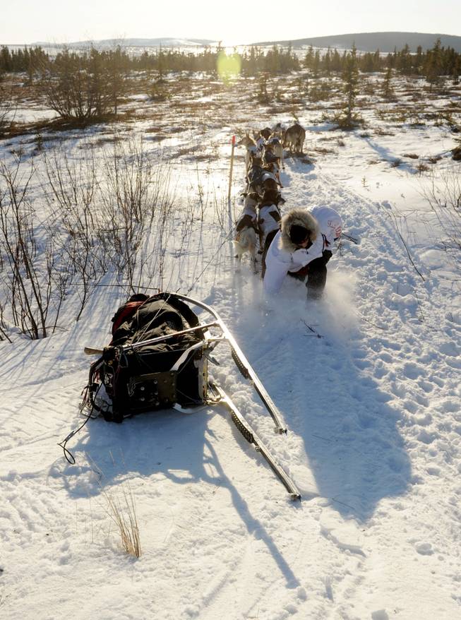 Iditarod musher Aliy Zirkle, from Two Rivers, Alaska, trips as she runs back to her tipped over sled after leading her team to the trail out of Koyuk, Alaska during the 2014 Iditarod Trail Sled Dog Race on Sunday, March 9, 2014. 