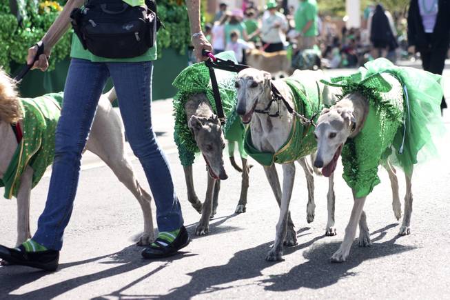 Greyhounds from the Las Vegas Greyhound Pet Association during the annual St. Patrick's Day parade in Henderson Saturday, March 15, 2014.