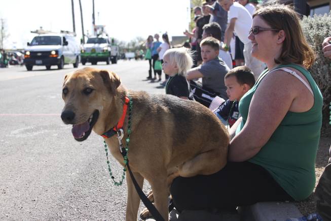 Finnegan sits on his owner's, Elyse Fischl, lap during the annual St. Patrick's Day parade in Henderson Saturday, March 15, 2014.