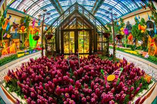 Bellagio Conservatory and Botanical Gardens in Las Vegas blossoms with a  new summer display - Las Vegas Magazine