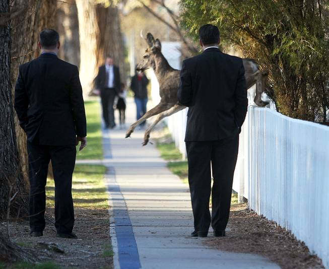 A deer jumps in front of Nevada Gov. Brian Sandoval, right, while he walks to work, Wednesday, March 19, 2014, in Carson City.