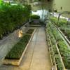 Marijuana plants grow inside the Coy W. Waller Laboratory Complex at the University of Mississippi in Oxford. Last year, the National Institute on Drug Abuse paid the university nearly $847,000 to produce and distribute the drug, which is used mainly for research.