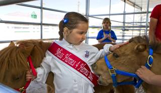 Sophie Juhl, 5, of North Las Vegas interacts with several miniature horses in the stables after a Horses4Heroes ribbon-cutting ceremony and grand-opening event at Tule Springs on Thursday, March 6, 2014.