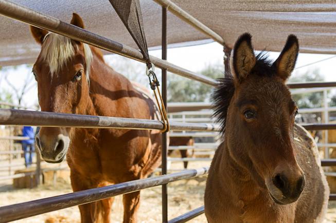 A horse and pony mule are shown at The Farm, 7222 West Grand Teton Drive, Sunday, March 23, 2014. STEVE MARCUS