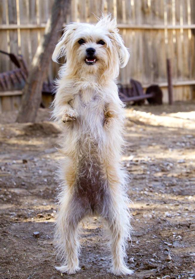Lulu, probably a Maltese-mix, is shown at The Farm, 7222 West Grand Teton Drive, Wednesday, March 26, 2014. Due to a birth defect, Lulu has no left front leg and only part of the right front leg. STEVE MARCUS