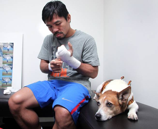 Manny Pacquiao wraps his hands as his dog Pacman watches during training Monday, March 24, 2014 at the Wild Card Boxing Club in Hollywood, Calif. for his eagerly-anticipated rematch against undefeated WBO World Welterweight  champion Timothy Bradley.