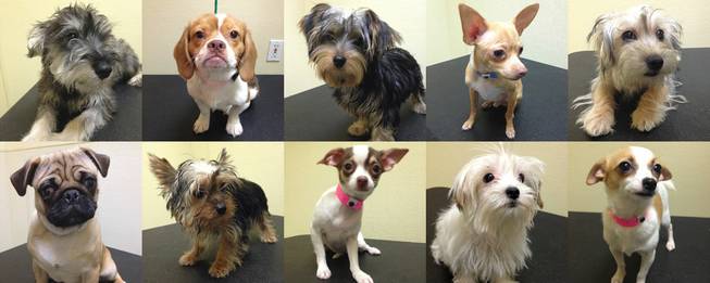 These are among 11 puppies saved from a Jan. 27 arson fire at a Las Vegas pet store that are up for raffle this week but have drawn no interest from the public. Top row, from left, Brenton, Keegan, Hayden, Neci and Effie; bottom row, from left, Ethon, Elmo, Enya, Fia and Nuri.