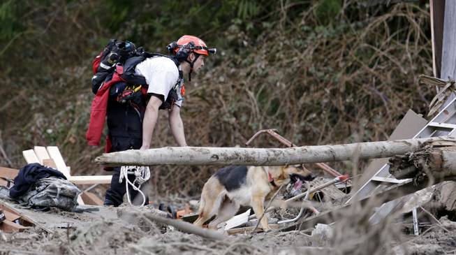 Searcher Shayne Barco and his dog Stratus look through debris following a deadly mudslide, Tuesday, March 25, 2014, in Oso, Wash. At least 14 people were killed in the 1-square-mile slide that hit in a rural area about 55 miles northeast of Seattle on Saturday. Several people also were critically injured, and homes were destroyed. 