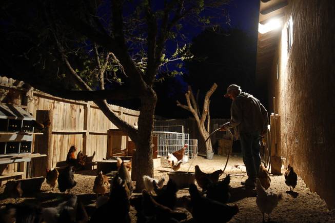 Before heading to work as a Farmers insurance agent, "Farmer Glenn" Linsenbardt gets up before dawn to feed and water the animals at The Farm, 7222 West Grand Teton Drive, Wednesday, March 26, 2014. STEVE MARCUS