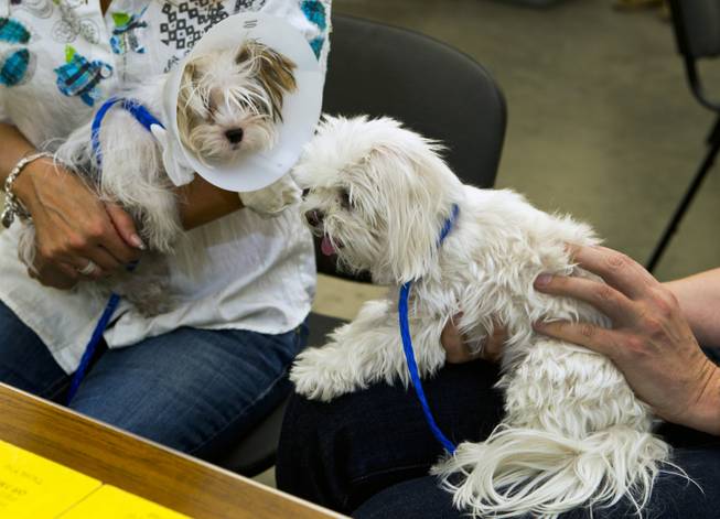 Newly adopted puppy Tucker sits with new friend Skoshi at the Animal Foundation on Wednesday, March 26, 2014.  Skoshi is a Meltese and Tucker a Maltese/Yorkie mix, 1 of 27 puppies rescued during a fire at the Prince and Princess Pet Shop on Jan. 27.