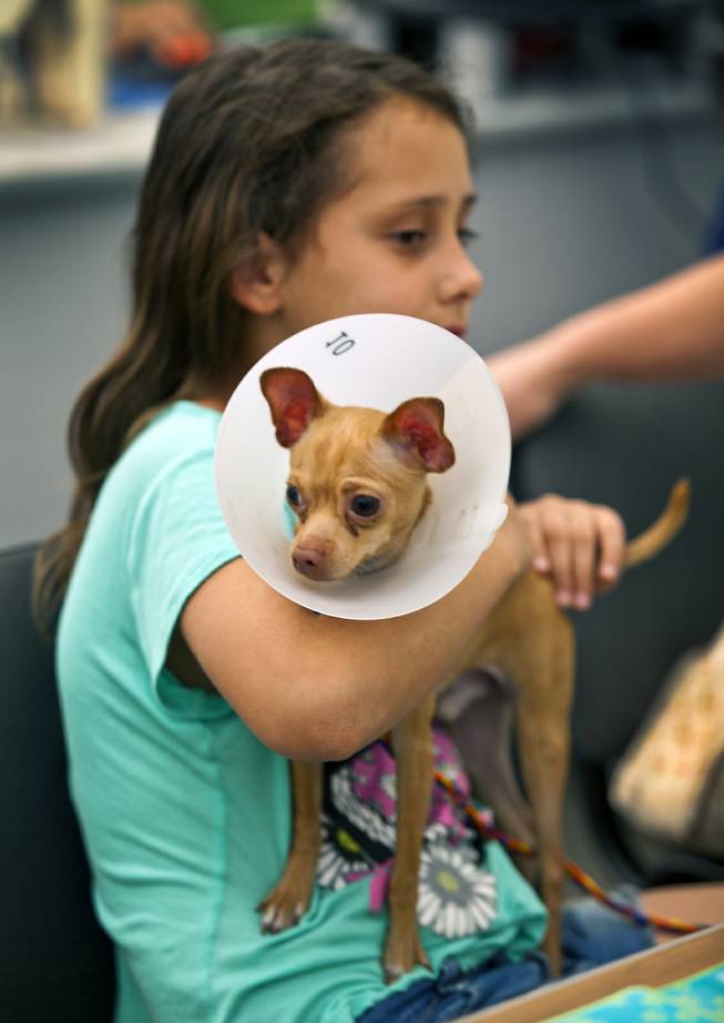 Haylee Martinez, 9, holds her newly adopted puppy Romo at the Animal Foundation on Wednesday, March 26, 2014.  He is a Chihuahua, 1 of 27 puppies rescued during a fire at the Prince and Princess Pet Shop on Jan. 27.