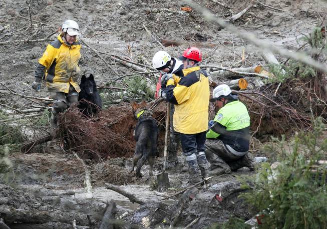 Two search and rescue dogs meet as they investigate a section of tree roots at the west side of the mudslide on Highway 530 near mile marker 37 on Sunday, March 30, 2014, in Arlington, Wash. Periods of rain and wind have hampered efforts the past two days, with some rain showers continuing today.