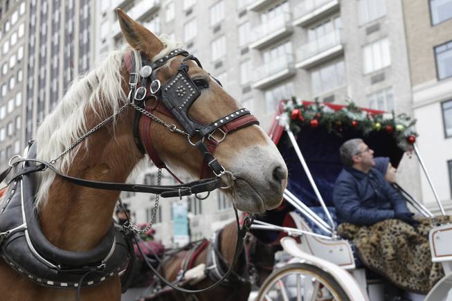 Horse-drawn Carriage