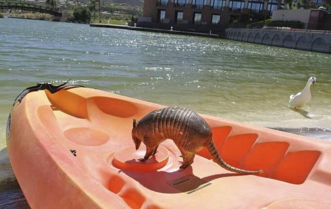 Willie Nelson's missing good luck charm armadillo is photographed on a boat prior to being returned in April 1, 2014.