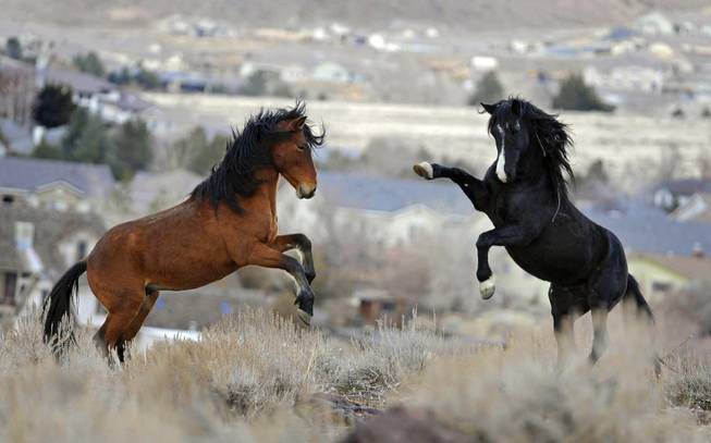 In this Jan. 13, 2010, file photo, two young wild horses play while grazing in Reno.