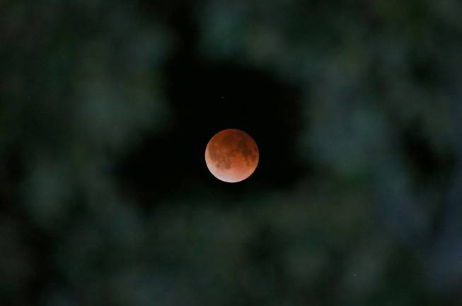 The Earth's shadow is cast over the surface of the moon as a total lunar eclipse is seen though a Magnolia tree top in the sky over Tyler, Texas at 2:57 CDT on Tuesday morning, April 15, 2014. (AP Photo/Dr. Scott M. Lieberman)