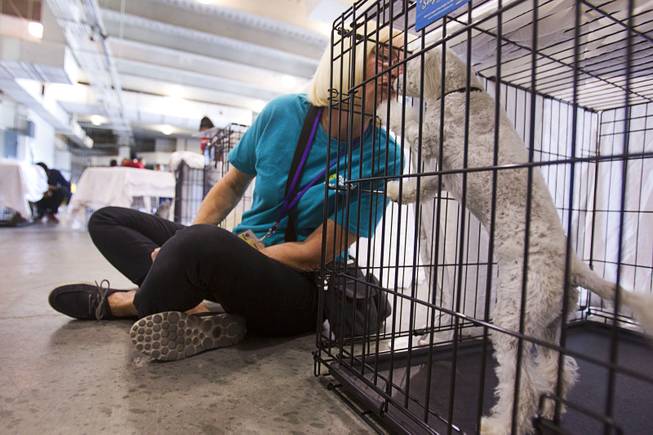 Volunteer Debra Ottena gives a kiss to Lucy, a two-year-old toy poodle, before the Animal Foundation's 11th annual Best in Show competition at the Orleans Arena Sunday, April 27, 2014.