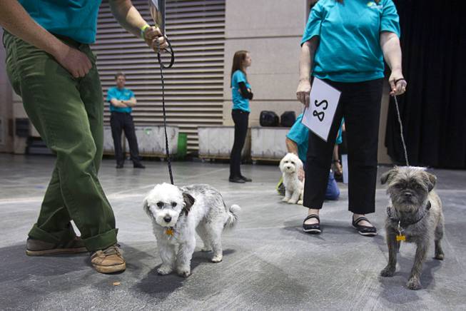 Small dogs wait to compete during the Animal Foundation's 11th annual Best in Show at the Orleans Arena Sunday, April 27, 2014.