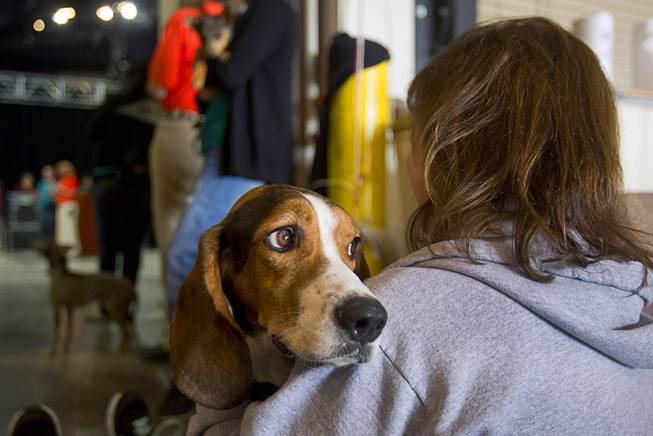 A Basset Hound named Stetson waits to compete during the Animal Foundation's 11th annual Best in Show at the Orleans Arena Sunday, April 27, 2014.