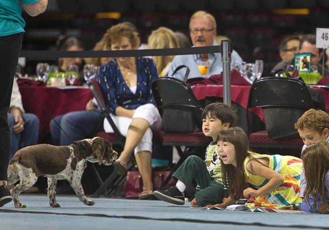Children react to Jitterbug, a one-year-old Springer Spaniel mix, during the Animal Foundation's 11th annual Best in Show competition at the Orleans Arena Sunday, April 27, 2014.