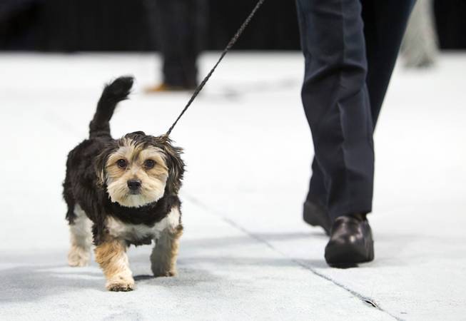 Riley, a six-month-old Maltese mix, competes in the puppy division during the Animal Foundation's 11th annual Best in Show at the Orleans Arena Sunday, April 27, 2014.