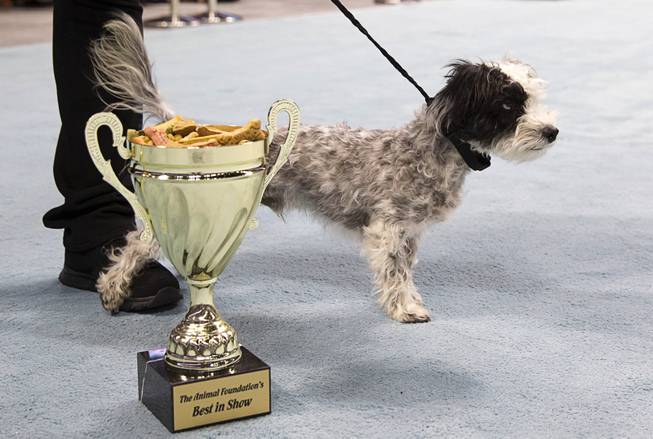 Best of Show winner Jackson, an 18-month-old Lhasa Apso mix, stand behind the trophy during the Animal Foundation's 11th annual Best in Show at the Orleans Arena Sunday, April 27, 2014.