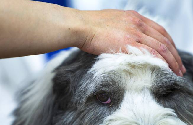 George, a four-year-old Old English Sheepdog, is petted during "Paws" for a Study Break at UNLV's Lied Library Wednesday, May 7, 2014. The library sponsored the second annual study break with certified therapy dogs from Love Dog Adventures to help calm students stressing over final exams.