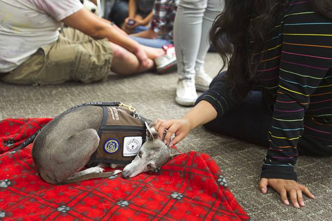Dash,an eight-year-old Italian Greyhound, rests on a blanket during "Paws" for a Study Break at UNLV's Lied Library Wednesday, May 7, 2014. The library sponsored the second annual study break with certified therapy dogs from Love Dog Adventures to help calm students stressing over final exams.