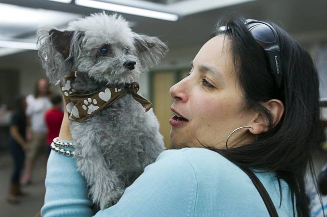 Elena Bhattacharyya, director of special programs at the Boyd School of Law, holds Petey, a 12-years-old teacup poodle mix, during "Paws" for a Study Break at UNLV's Lied Library Wednesday, May 7, 2014. The library sponsored the second annual study break with certified therapy dogs from Love Dog Adventures to help calm students stressing over final exams.