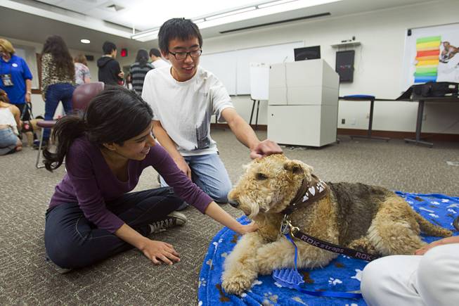 Sahar Nawabzada, left, and Stanley Tat pet Cassidy, a seven-year-old Airedale Terrier, during "Paws" for a Study Break at UNLV's Lied Library Wednesday, May 7, 2014. The library sponsored the second annual study break with certified therapy dogs from Love Dog Adventures to help calm students stressing over final exams.