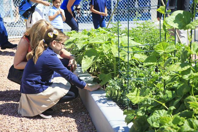 Students of the Garden Club at Lunt Elementary were onsite at Lunt Elementary for the unveiling of the school's edible garden, Garden University on Friday, May 2, 2014.