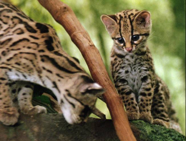 A male margay kitten, born June 24, 1997, watches it's mother after being put on display in the Cat House at the Cincinnati Zoo, Thursday, Sept. 18, 1997, in Cincinnati. The margay closely resembles the ocelot, but is smaller, has a more slender build, and a longer tail. 