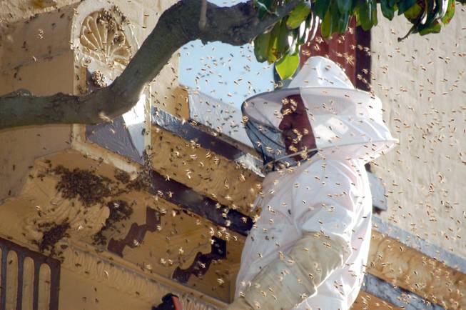 Honeybees swarm the side of Main Street’s A&L Accessories in Danville, Ky., on Monday, May 19, 2014, warranting the help of Perryville bee rescue and removal experts Gary and Joyce Taylor.