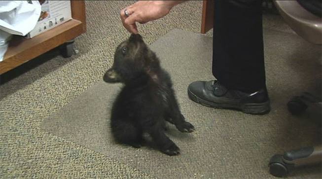 In this image from KPIC-TV video Tuesday, May 20, 2014, police in Myrtle Creek, Ore., watch after a female bear cub dropped off at the police station after a boy found the cub inside the city limits Monday, May 19, 2014.