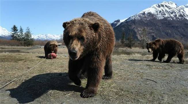 Alaskan bears