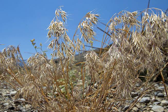 Cheatgrass is shown growing in a burned area on Mt. Charleston Tuesday, May 27, 2014. Cheatgrass is weed grass that is considered undesirable because it displaces native species and is highly flammable.