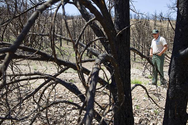 Randy Swick, left, Spring Mountains National Recreation Area manager, looks over burned juniper and pinyon pine trees near Harris Springs Road on Mount Charleston Tuesday, May 27, 2014. The mountain is showing signs of recovery, about one year after the Carpenter 1 Fire that scorched almost 28,000 acres in 2013.