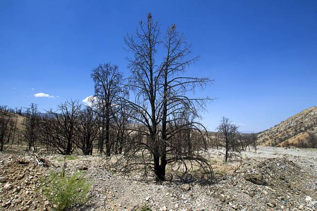 A view of burned juniper and pinyon pine trees near Harris Springs Road on Mt. Charleston Tuesday, May 27, 2014. The mountain is showing signs of recovery, about one year after the Carpenter 1 Fire that scorched almost 28,000 acres in 2013.