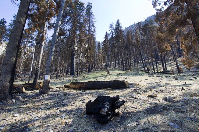 A view of a burned area at the Cathedral Rock Picnic Area on Mt. Charleston Tuesday, May 27, 2014. Straw was dropped by helicopter to act as mulch and minimize erosion. The mountain is showing signs of recovery, about one year after the Carpenter 1 Fire that scorched almost 28,000 acres in 2013.