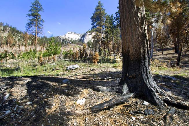 A Ponderosa pine tree is shown at the Cathedral Rock Picnic Area on Mt. Charleston Tuesday, May 27, 2014. The pines, with their thicker bark, are better at surviving fire than the Douglas fir. The mountain is showing signs of recovery, about one year after the Carpenter 1 Fire that scorched almost 28,000 acres in 2013.