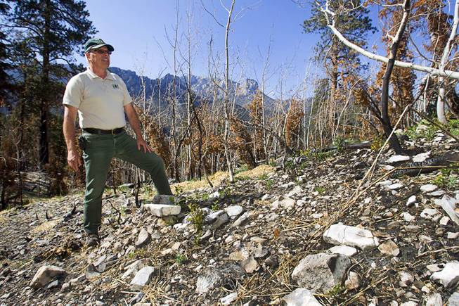 Randy Swick, center, Spring Mountains National Recreation Area manager, looks over an area near the Cathedral Rock Picnic Area on Mt. Charleston Tuesday, May 27, 2014. The mountain is showing signs of recovery, about one year after the Carpenter 1 Fire that scorched almost 28,000 acres in 2013.