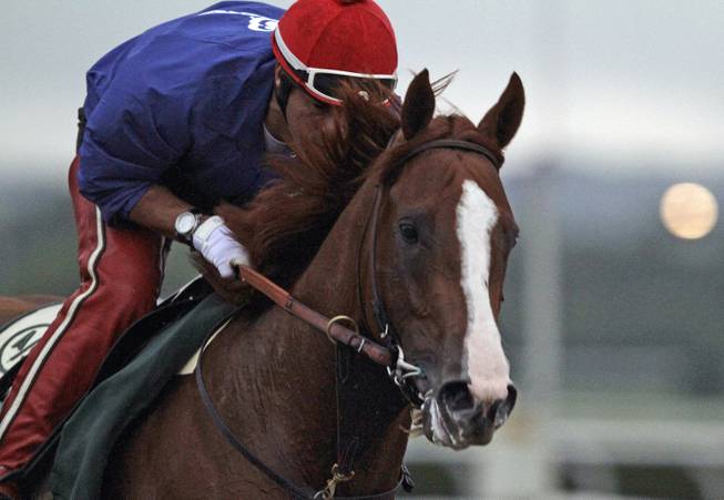California Chrome, with exercise rider Willie Delgado in the saddle, gallops in the rain at Belmont Park race track in Elmont, NY., Thursday, June 5, 2014.