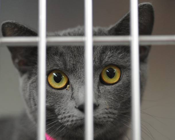 A grey shorthair feline stares through the bars of a cage inside the Lied Animal Shelter Thursday, May 22, 2014.