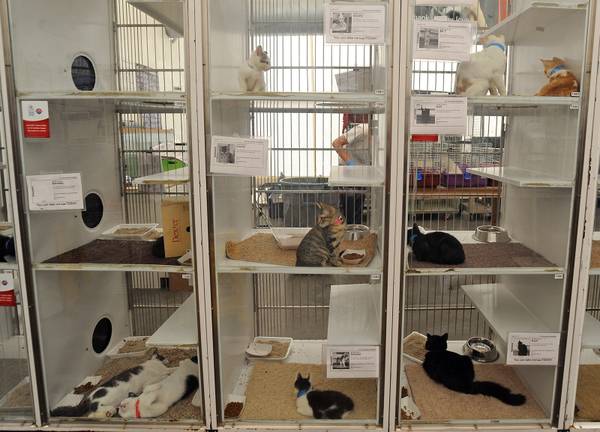 How Pets End Up At The Lied Animal Shelter And What Happens To