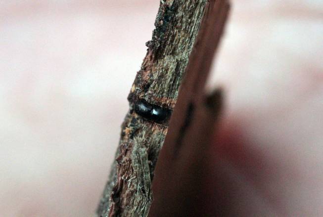 A polyphagous shot hole borer, smaller than a sesame seed, center, exposed by researcher Akif Eskalen at the Huntington Botanical gardens in Pasadena, Calif. The beetle bores into trees and spreads a fungus that attacks the vascular tissue of the tree and disrupts water and nutrient flow.